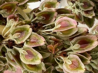 fleurs de rhubarbe